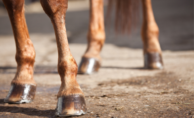Suppléments et liniments pour le bien-être du sabot