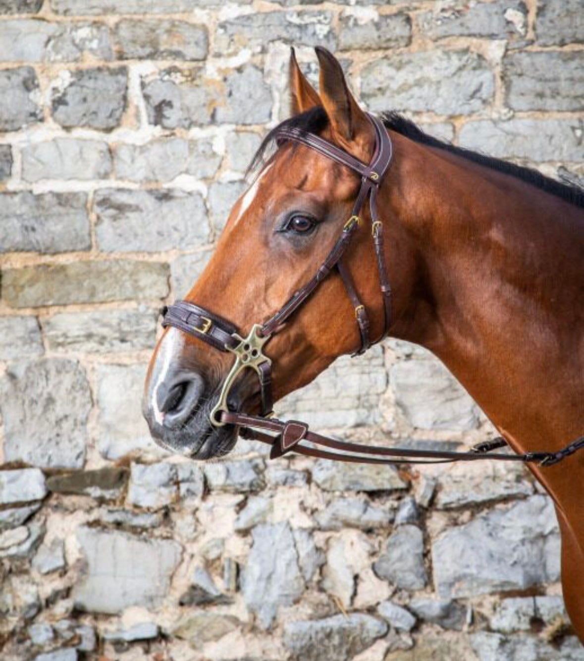 BRIDON POUR HACKAMORE DY’ON